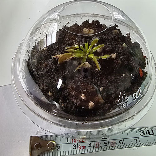 Parfait to Grow with Venus flytrap, Soil & Container