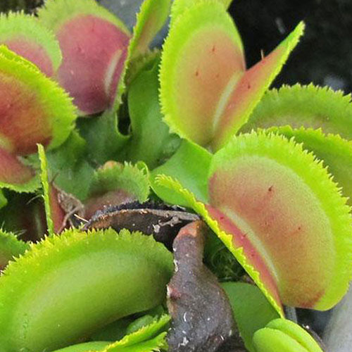 Bristel Tooth Venus flytrap - small