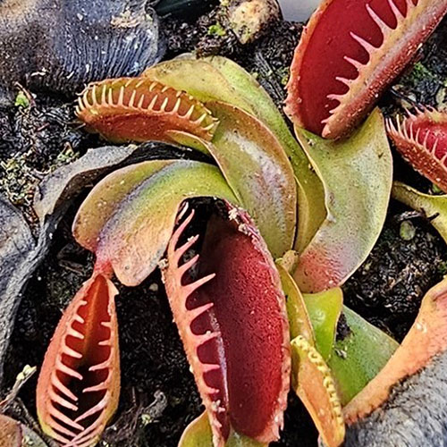 Venus flytrap Flaming Lips