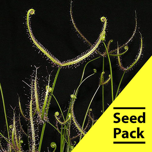 Drosera Binata Seeds -35 Pack