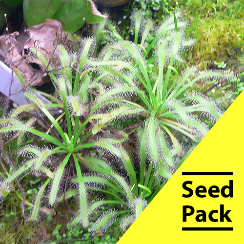 Drosera Capensis Green seed 35 pack