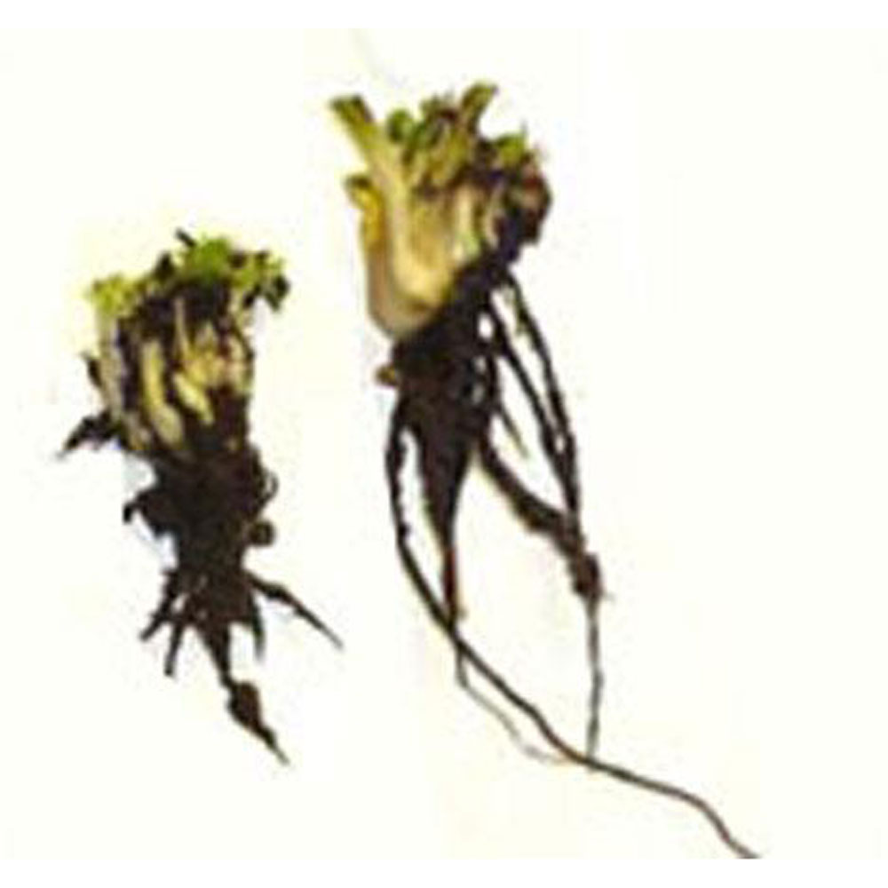 https://www.bugbitingplants.com/products/images/large/bare_root.jpg