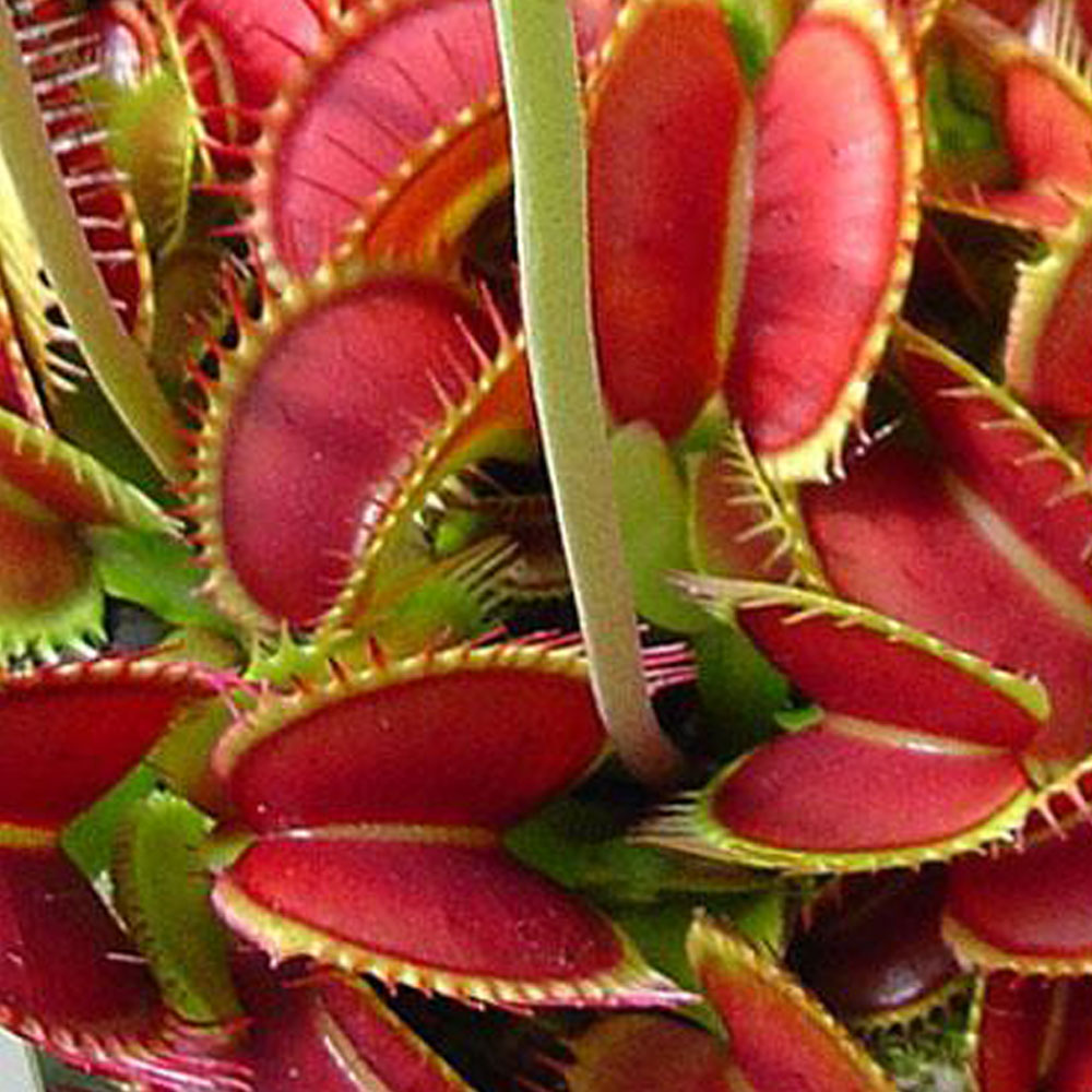 Venus Fly Trap Red Mouth  Buy Venus Fly Trap Plant