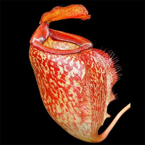 Merrilliana x (maxima x talangensis) Nepenthes