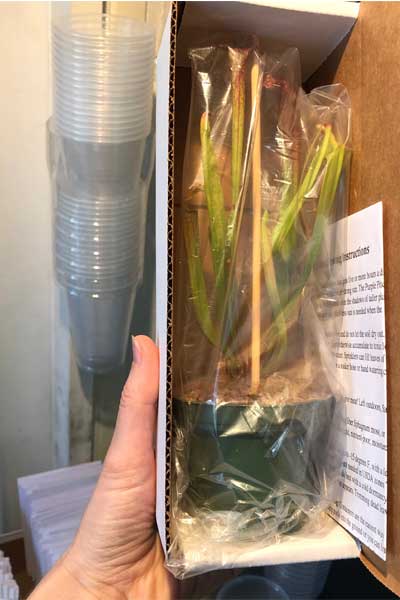 Wrapped up Sarracenia in a mailing box.