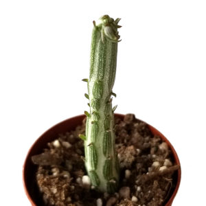 Senecio Stepeliiformis 'pickle plant'